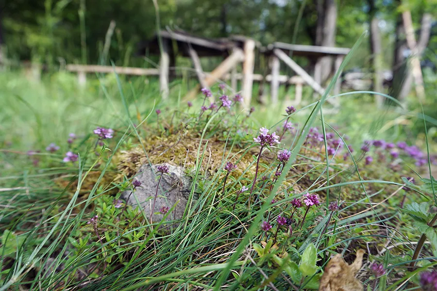 Thyme_Travel_001_s.jpg