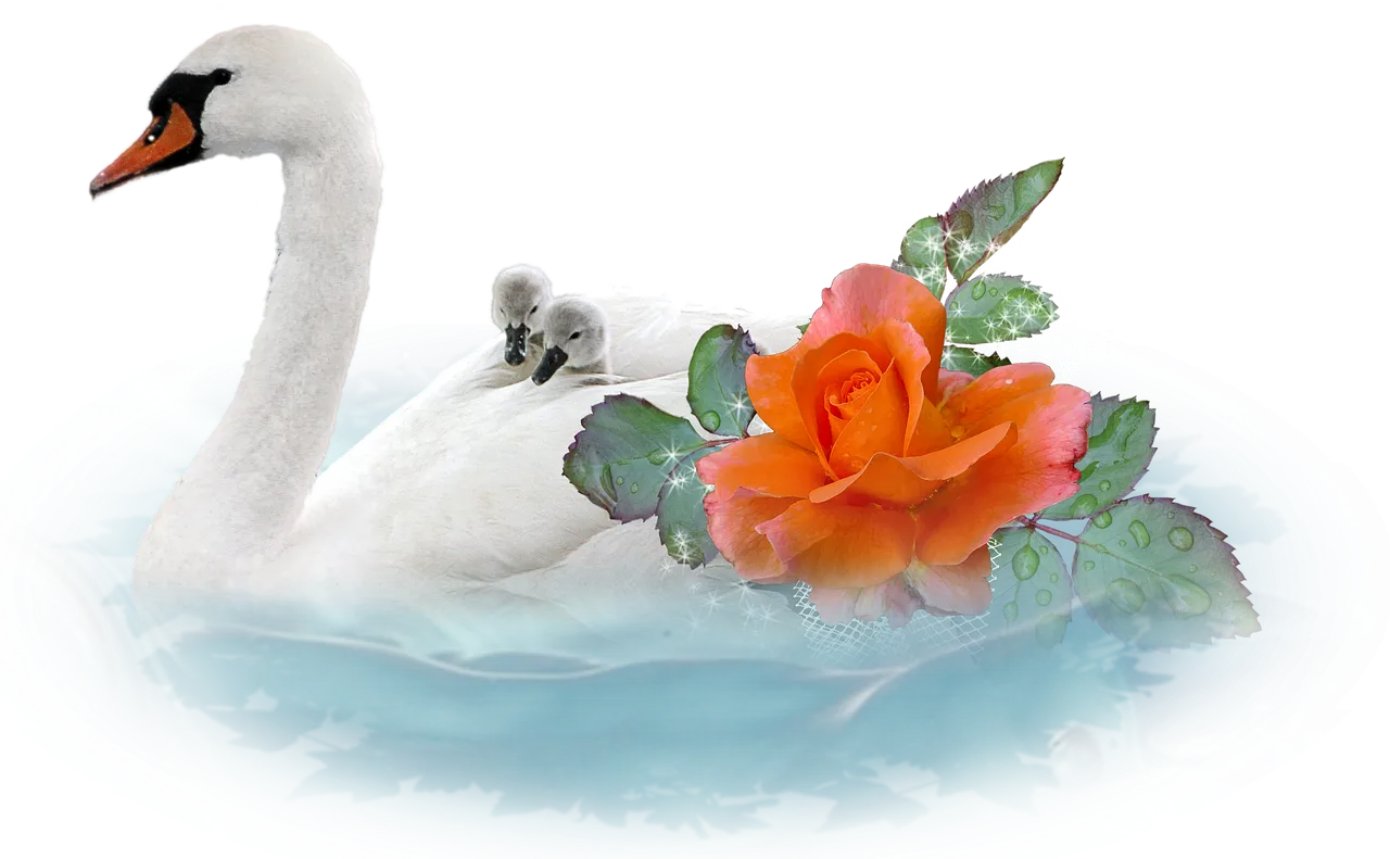 swan2492856_1280.png