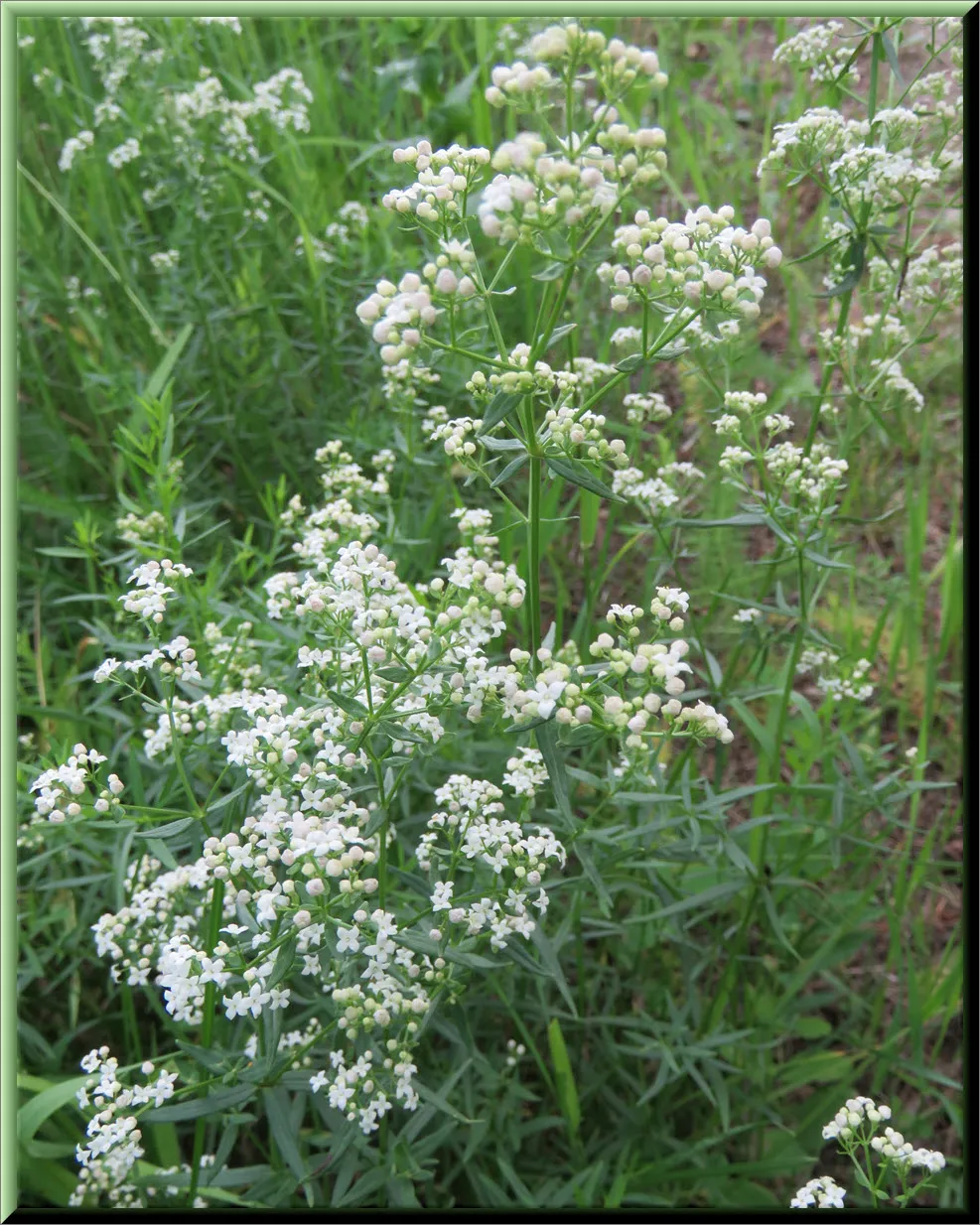 close up of bedstraw.JPG