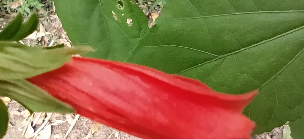 IMG_20200926_122218.jpg