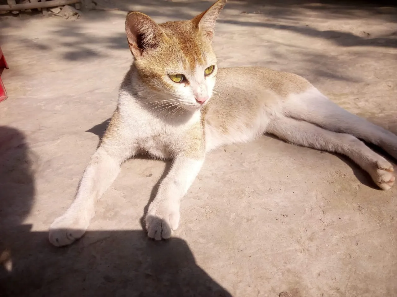 IMG20210221WA0171.jpg