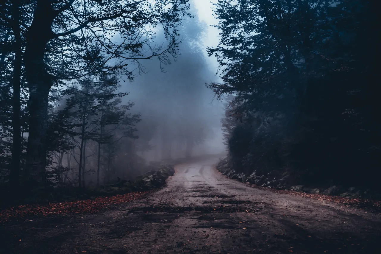 forest4902865_1920.jpg
