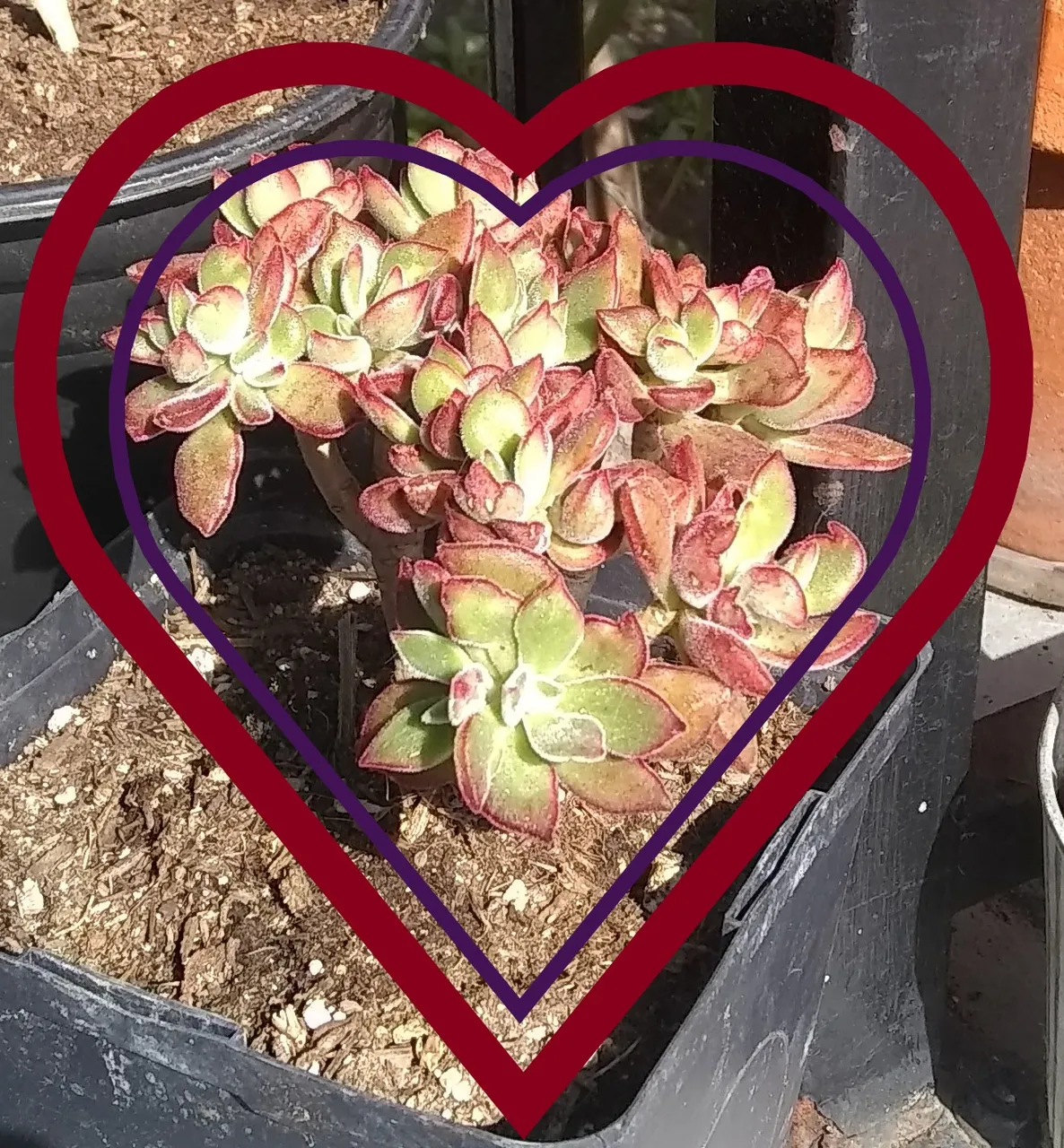 red velvet succulent.jpg