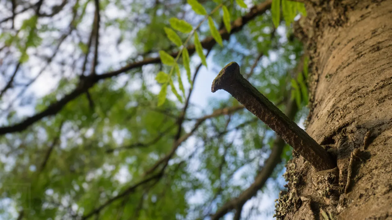 tree bolt 1 of 1 1.jpg