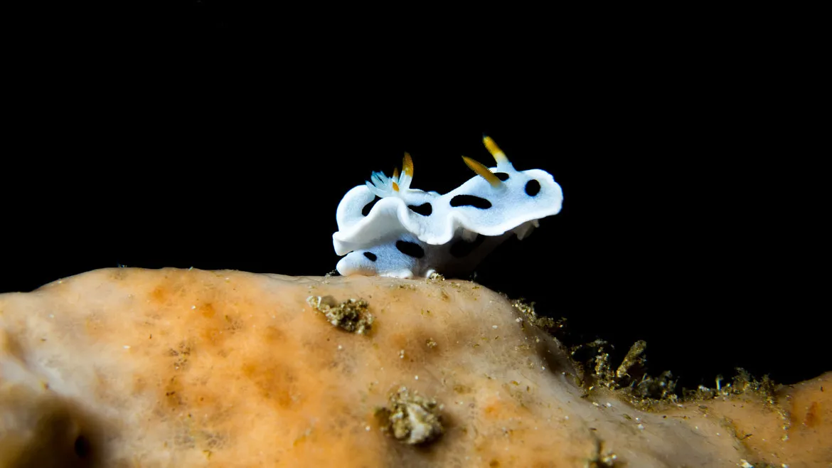 Chromodoris dianae3.jpg