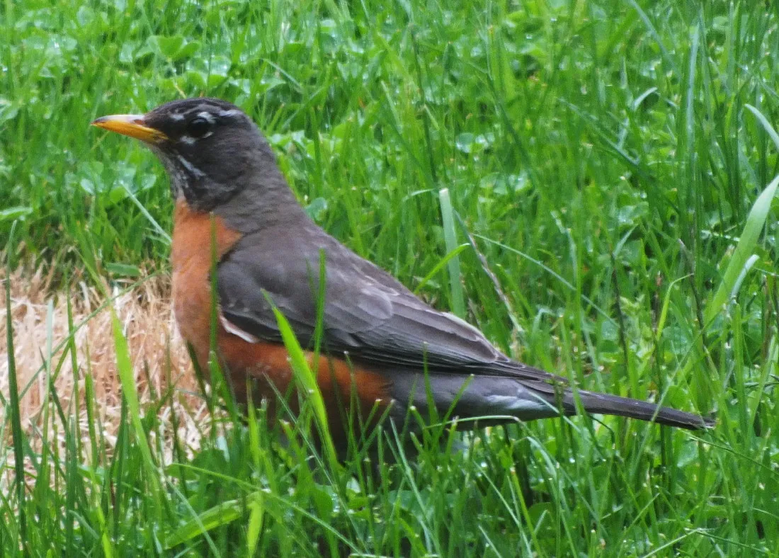 229Robin140417a.jpg
