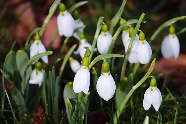 snowdrop3975142_640.jpg