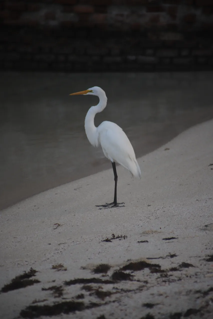 Great Egret