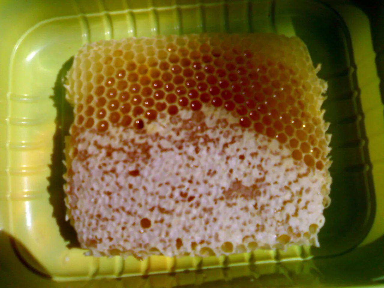 bees10.jpg