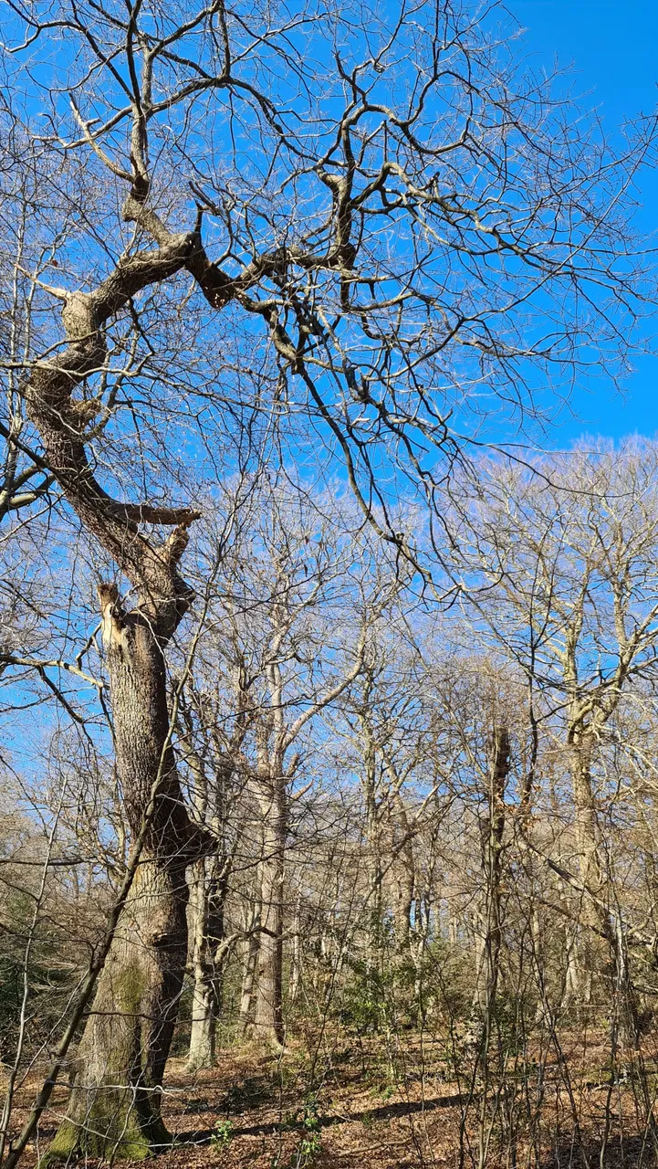 tree_1.jpg