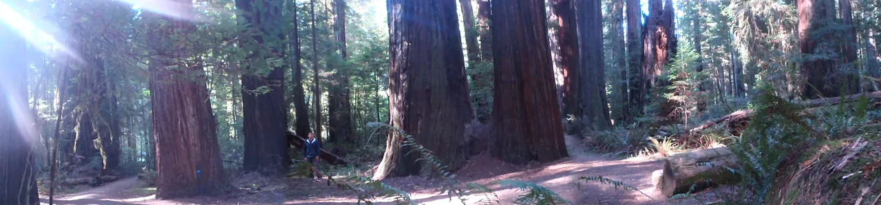 trees4.jpg