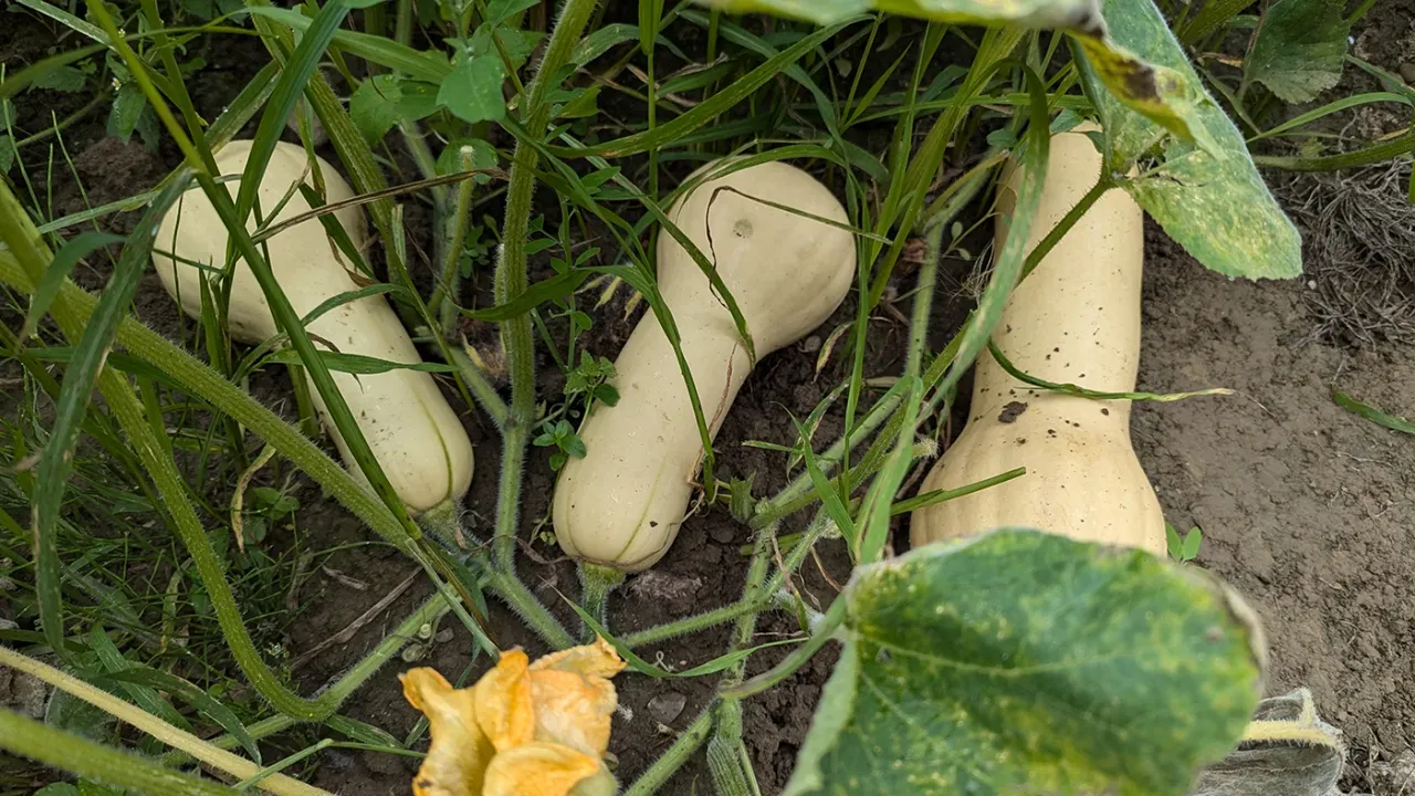 Field Updates - Pumpkins Are Growing!