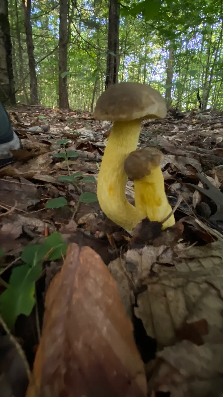 Yellow mushroom