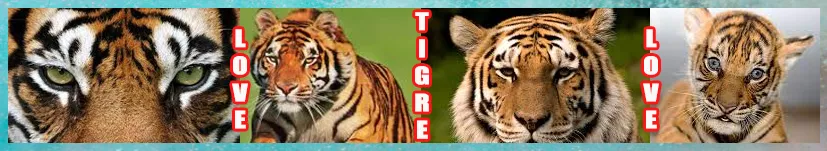 tigres.jpg