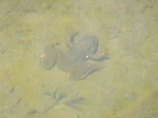 frog234.JPG