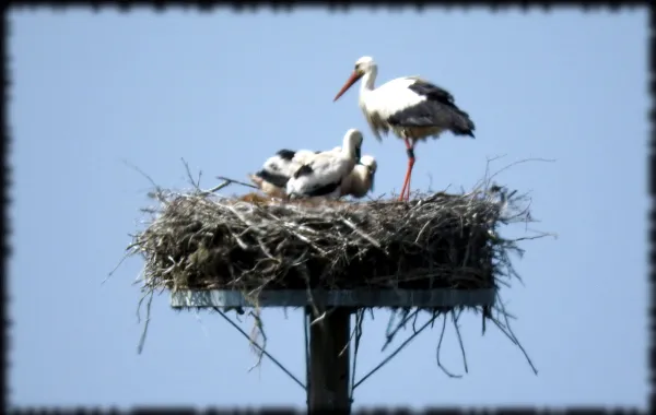 Storch7.jpg