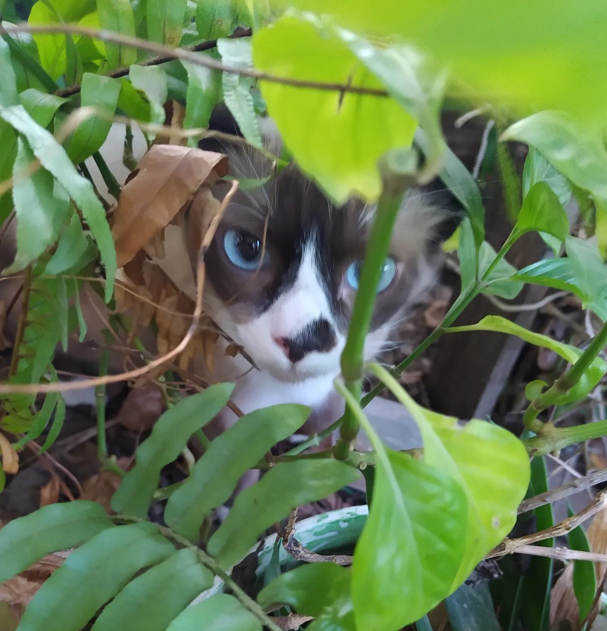 gato22+.jpg