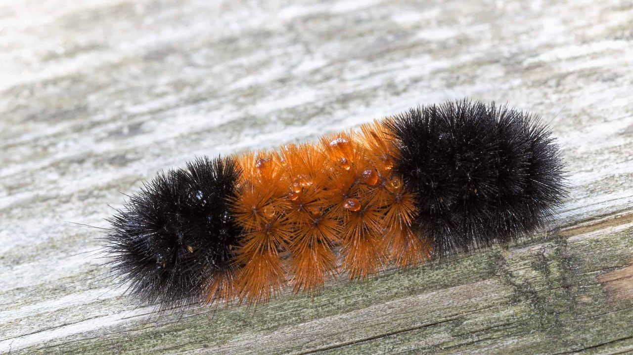 wooly-2.jpg
