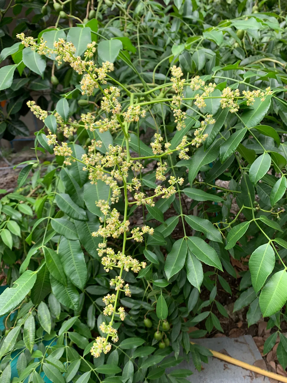 fruit16.jpg