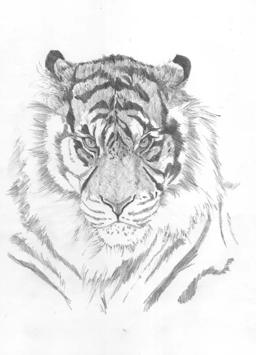 tigre08.jpg