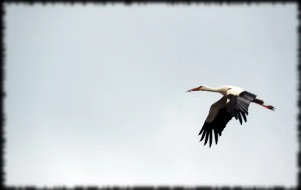 Storch9.jpg