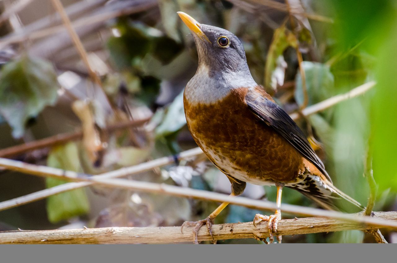 Bird 23.jpg