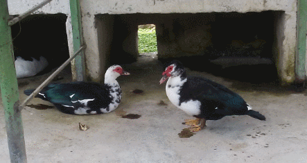 ducks-1.gif