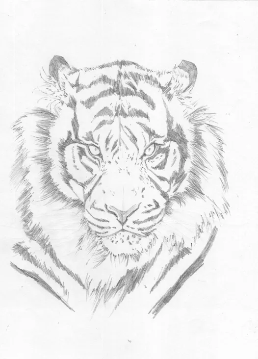tigre07.jpg