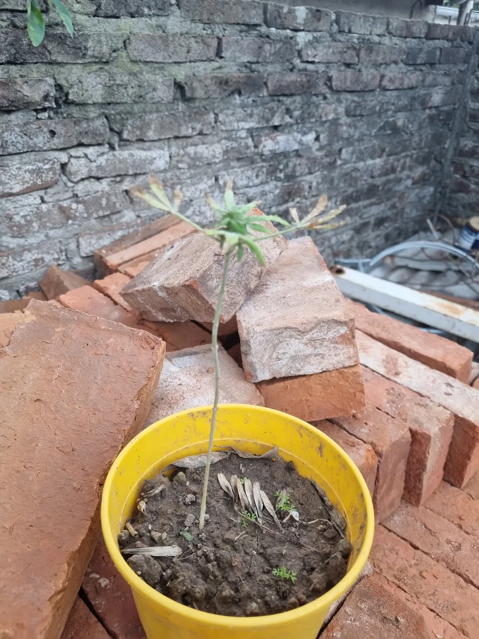 planta4.jpg