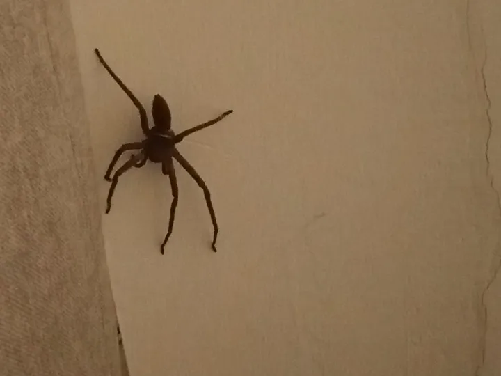 spider3.JPG