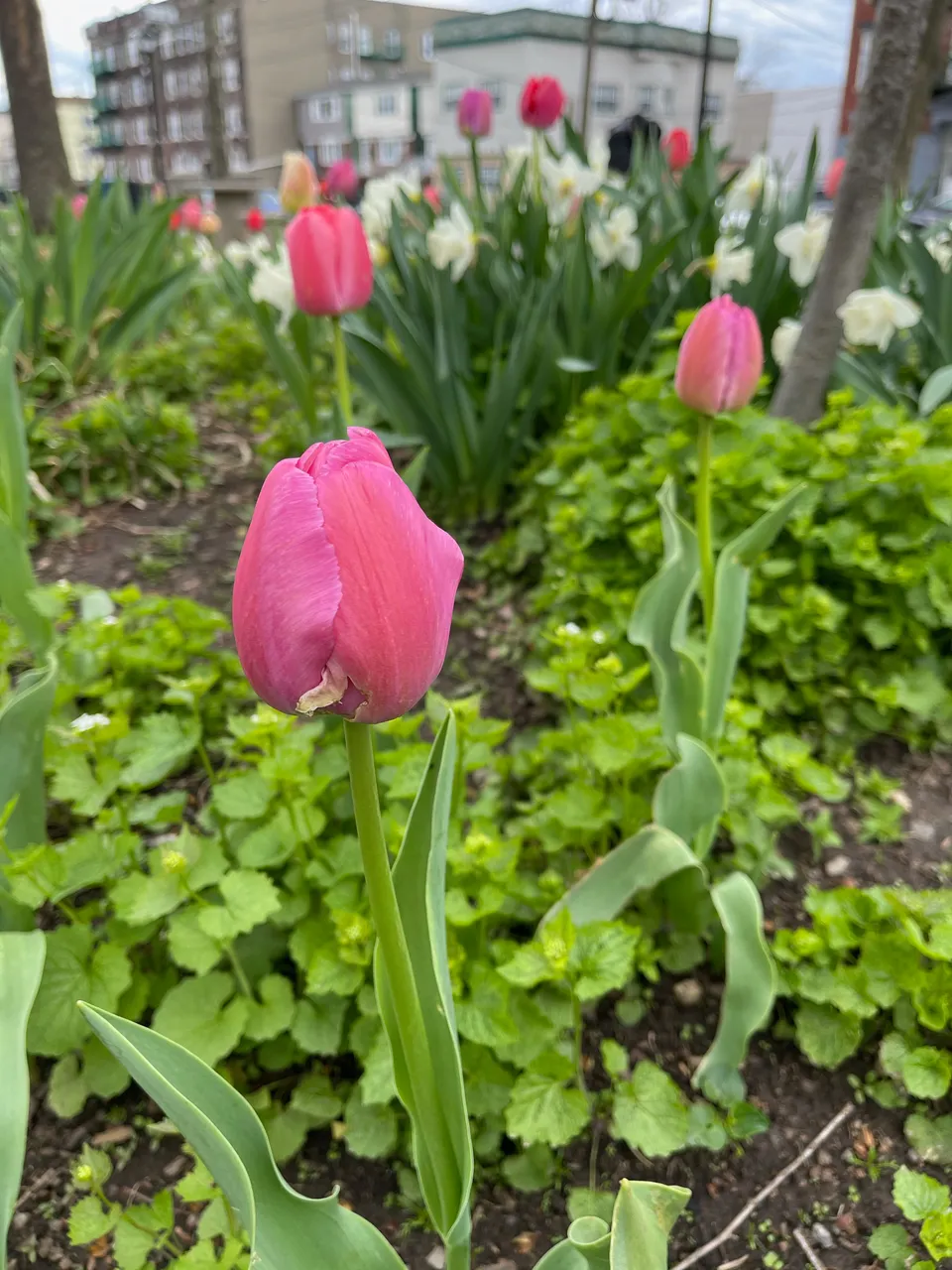 tulip2.jpeg