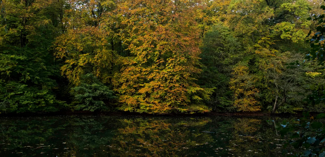 autumn4.jpg