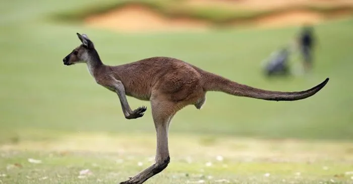 Kanguru.jpg