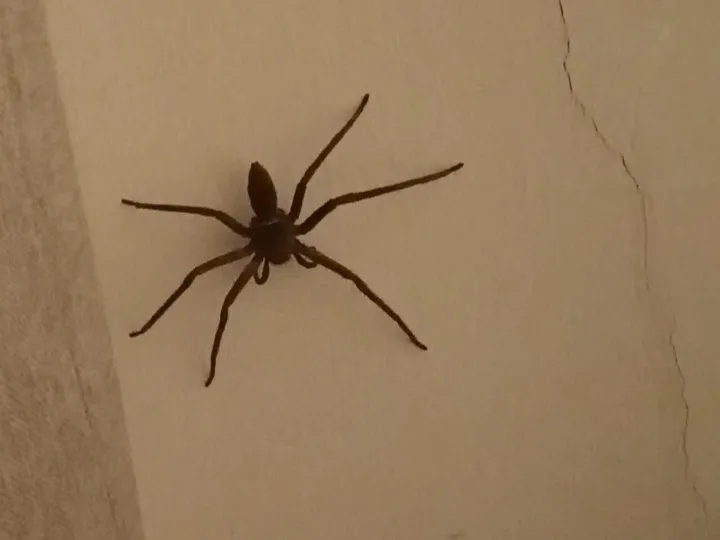 spider1.JPG