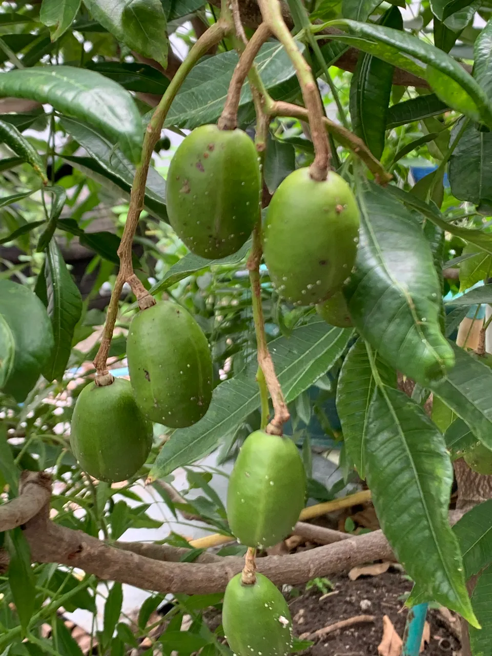 fruit21.jpg