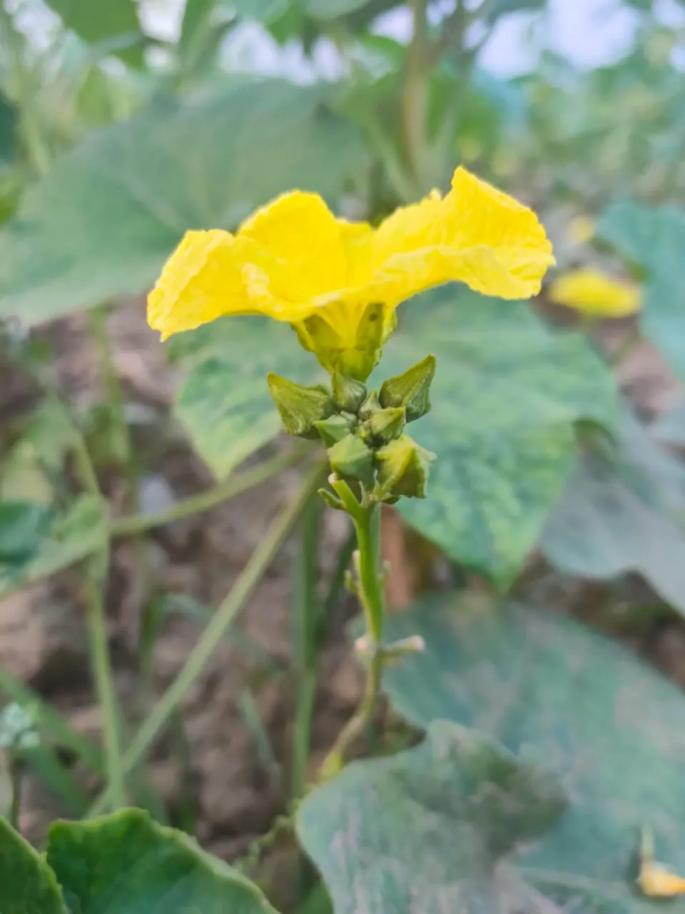 Flower.jpeg