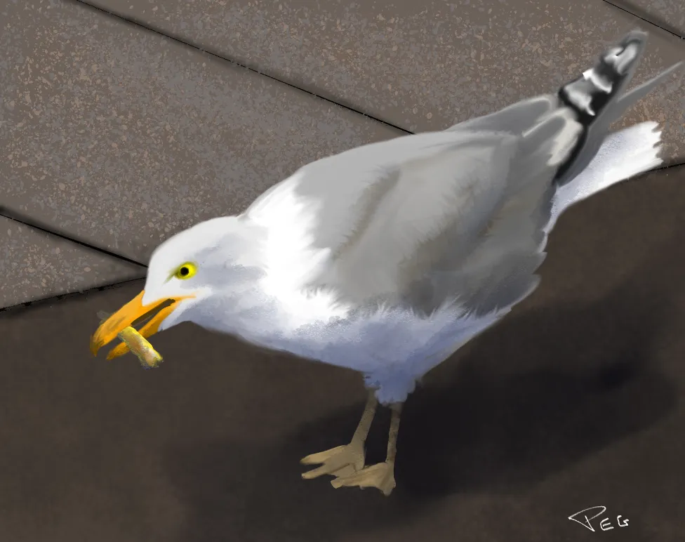 Seagull.PNG