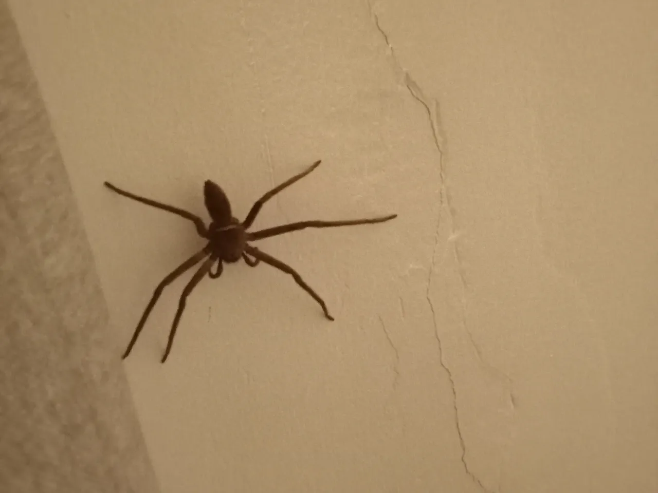 spider4.JPG