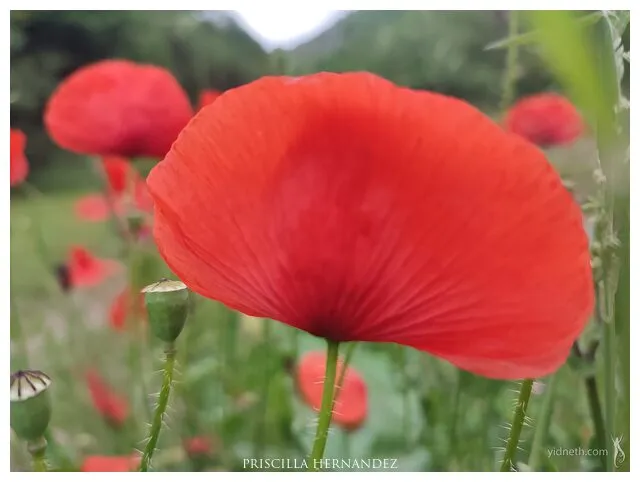 amapola.jpg