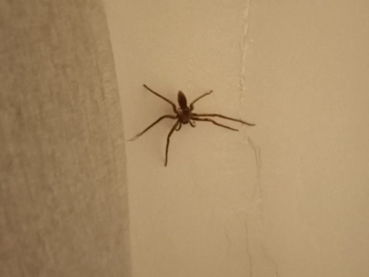spider5.JPG