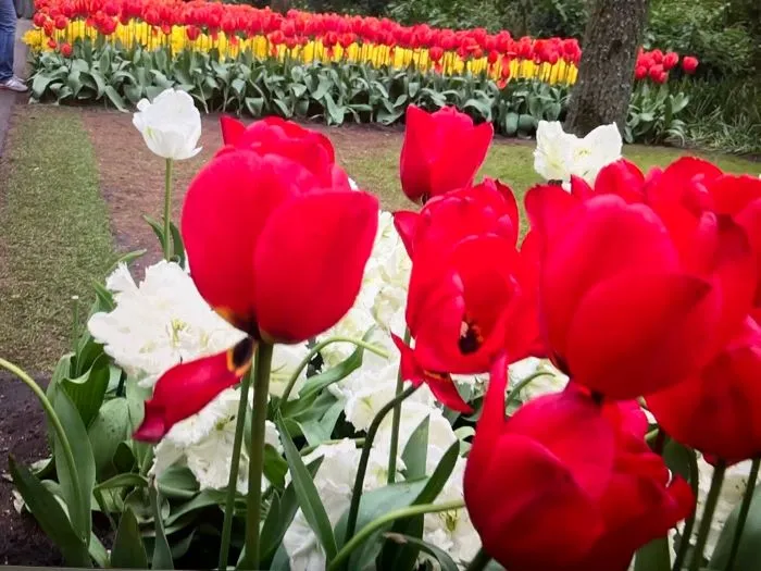 " " \"tulips8.jpg\"""