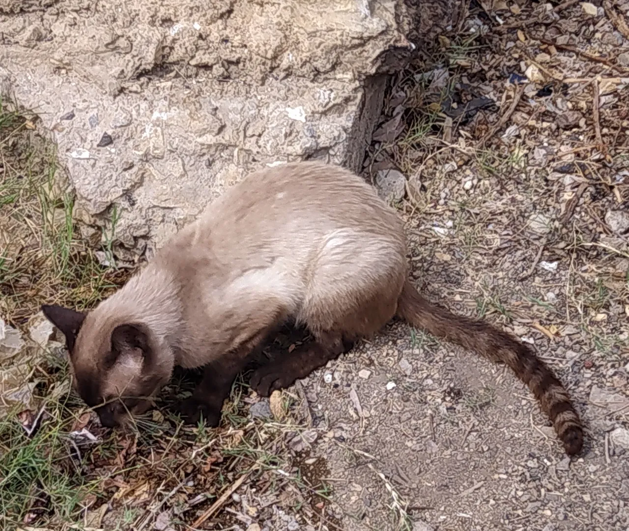 gato14+.jpg