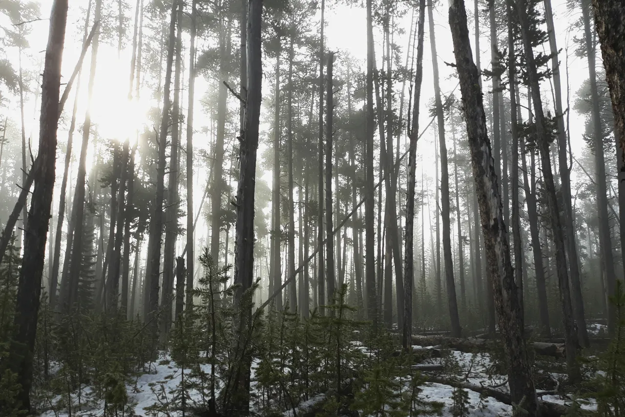 forest1.jpg