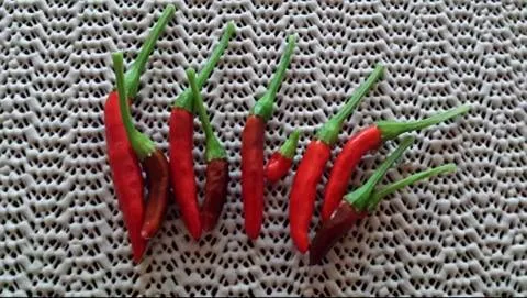 01chili.jpg