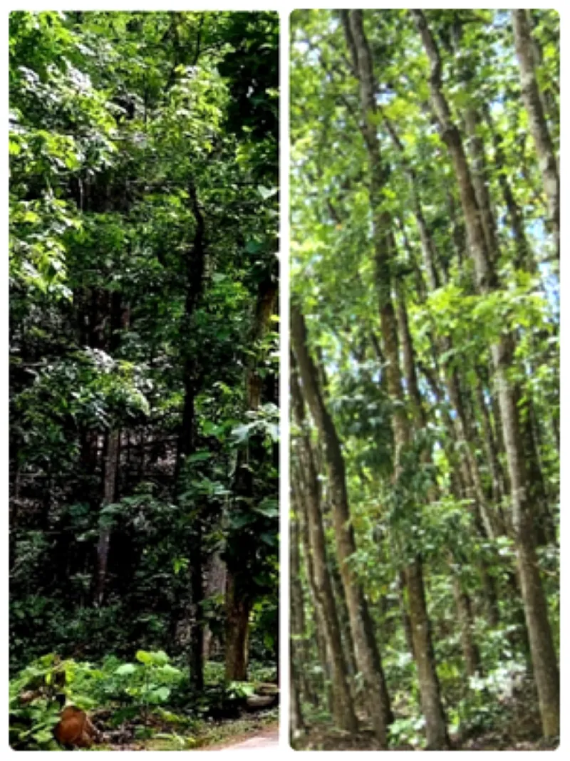 "forest4.png"