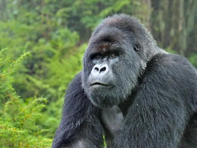 gorilla.jpg