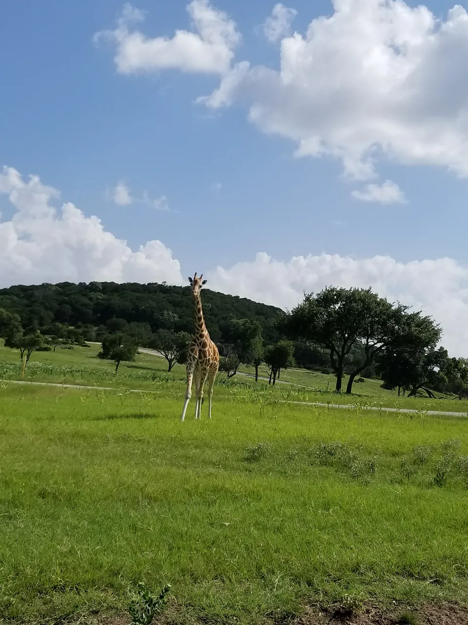 Giraffe.jpg