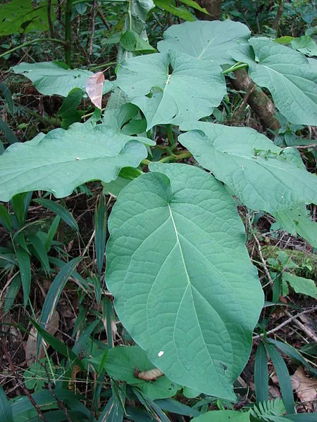 anisote.jpg