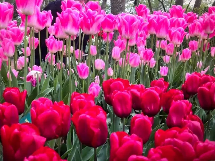 " " \"tulips6.jpg\"""