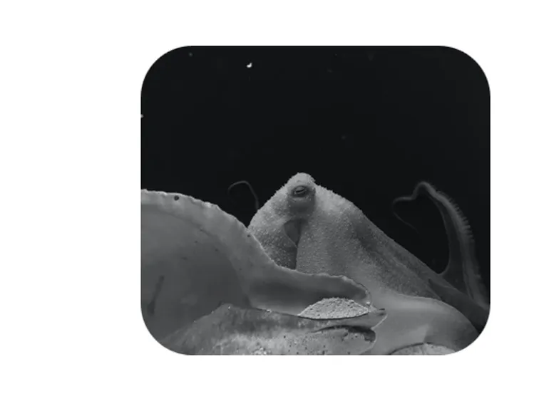 Octopus.jpg